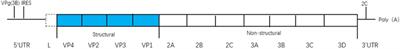 The Strategy of Picornavirus Evading Host Antiviral Responses: Non-structural Proteins Suppress the Production of IFNs